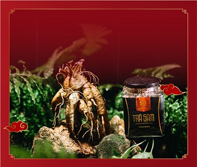 Trà hoa sâm (Sâm bố chính)